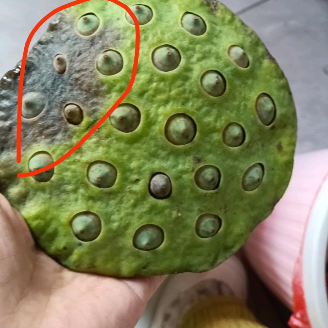 二月红