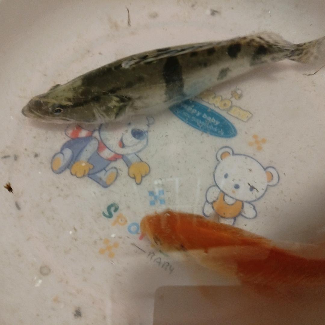 🍎🍎🍎🍎快乐每一天🐟🐟
