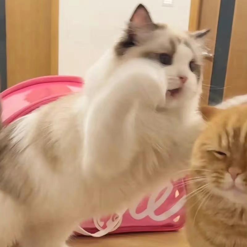 @⁺✞ʚ尧妹重度依赖ɞ✟