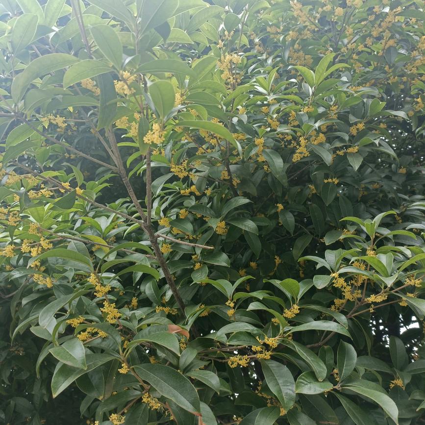 银灰兰