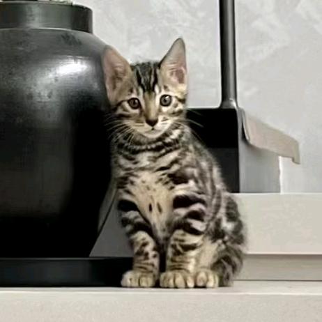 十七爷🐱