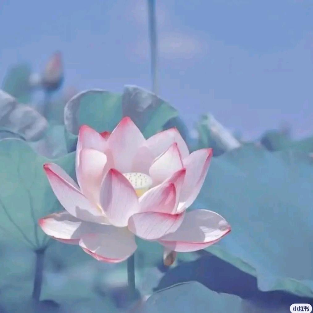 ✧陶✧