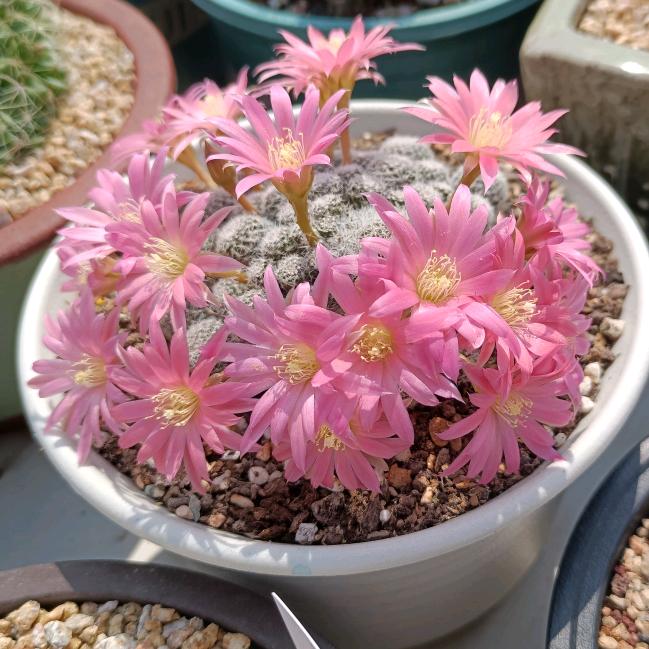 柯爱的小趴菜（知花者也）