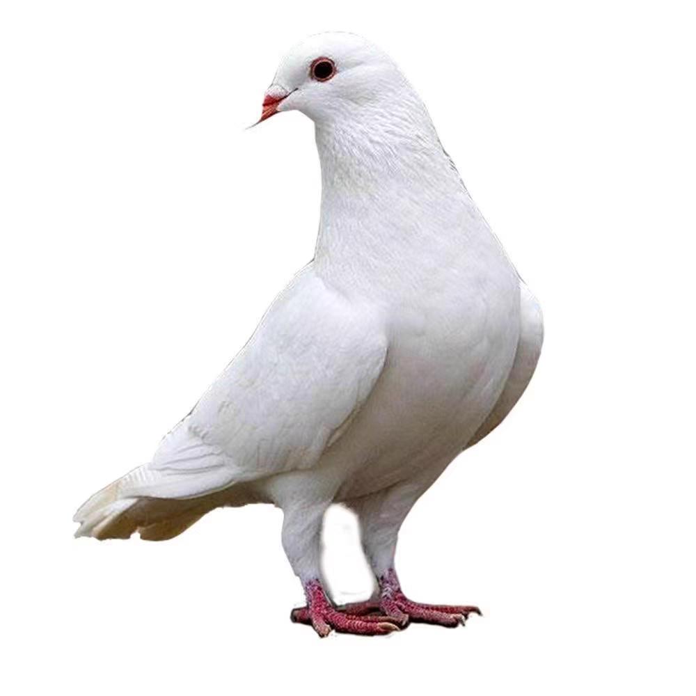 久鼎诚信鸽业
