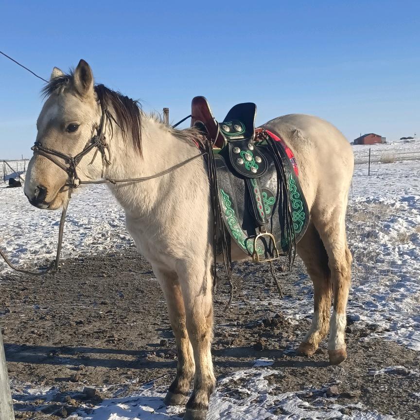 白音塔拉，东乌