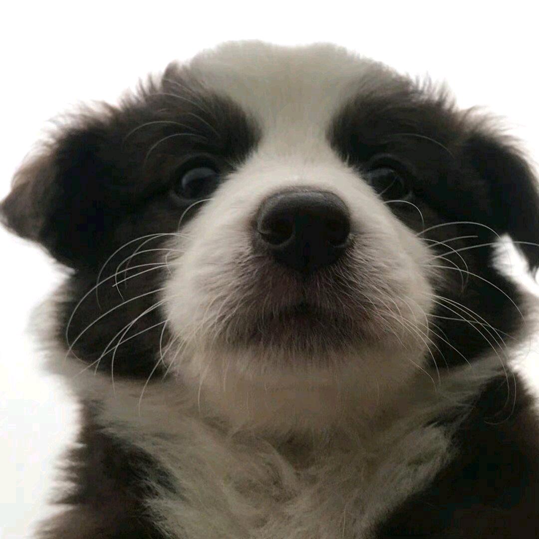 幸美尔