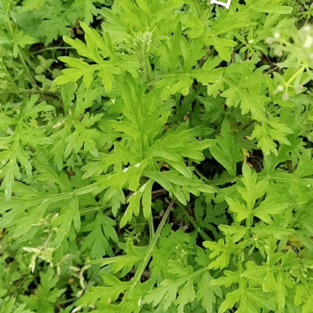 玖月