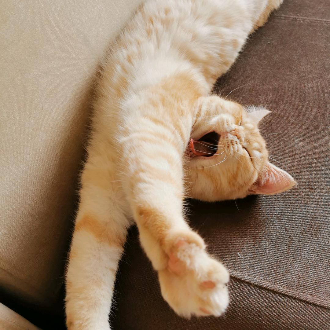 小团团爱学python