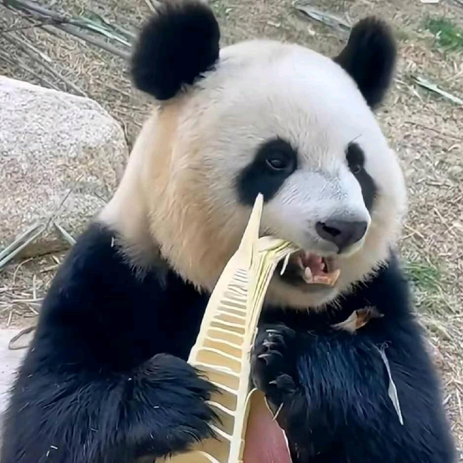 鲁峰山上的牧羊人小许