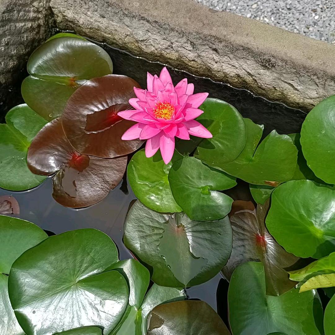 紫