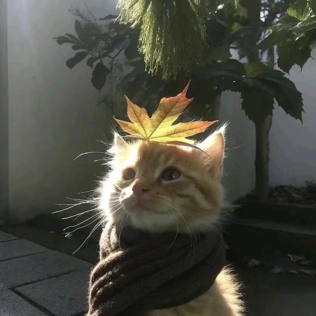 丸辣，冲我来的