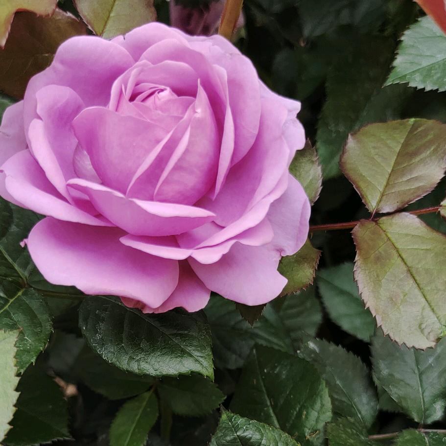 向钱👀老闻家的丫头