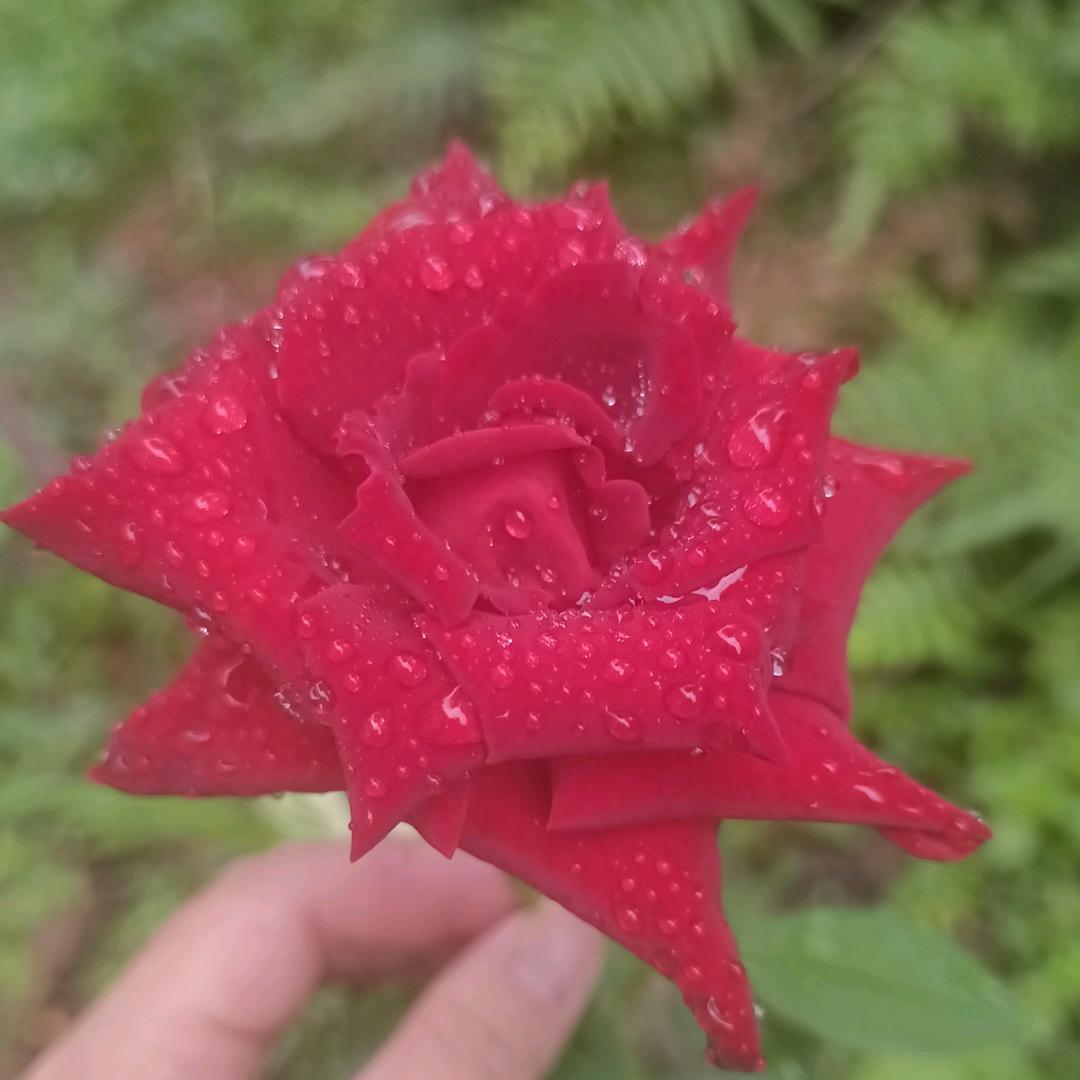 ꦿﻬঞ安·好꧔ꦿ໌້ᮨ༊ღ