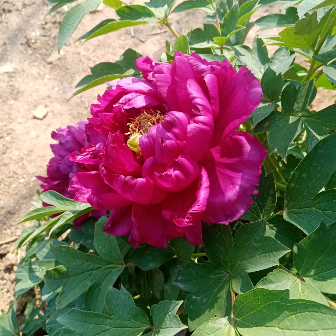 红太阳