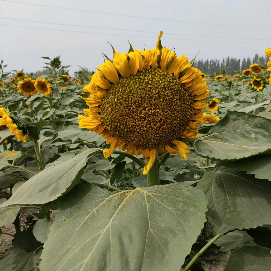 😊ꦿ҉财ᨶ႒ᩚ多多ᥫᩣ໌້ᮨ✨