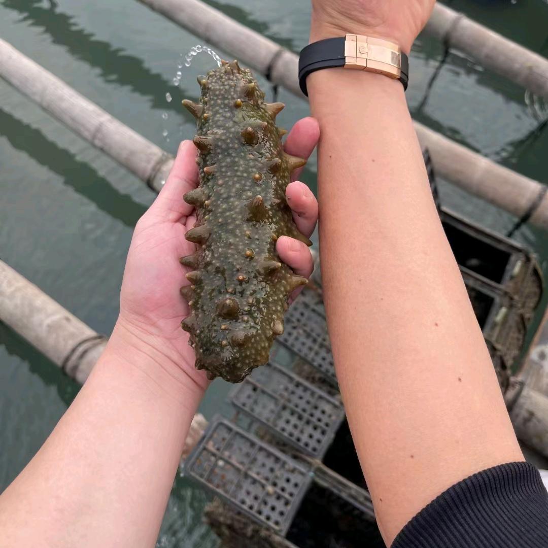 霞浦拉缸盐海参詹