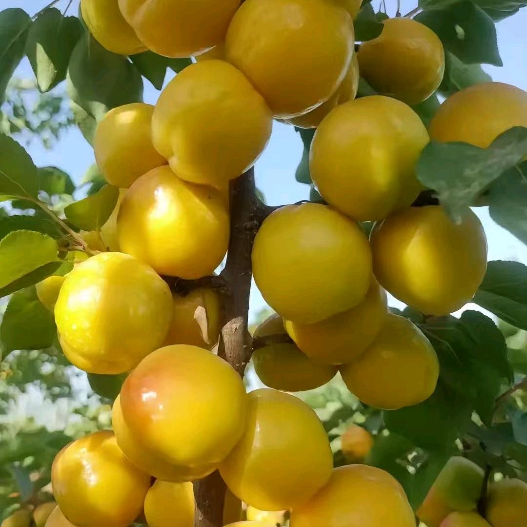 小丁丁果树苗杏树苗枣树苗石榴树苗柿子树苗