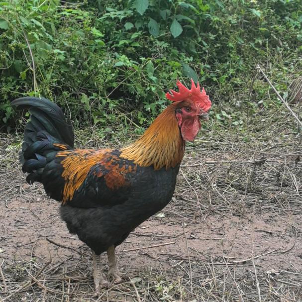 山鸡哥（绿色跑山鸡）