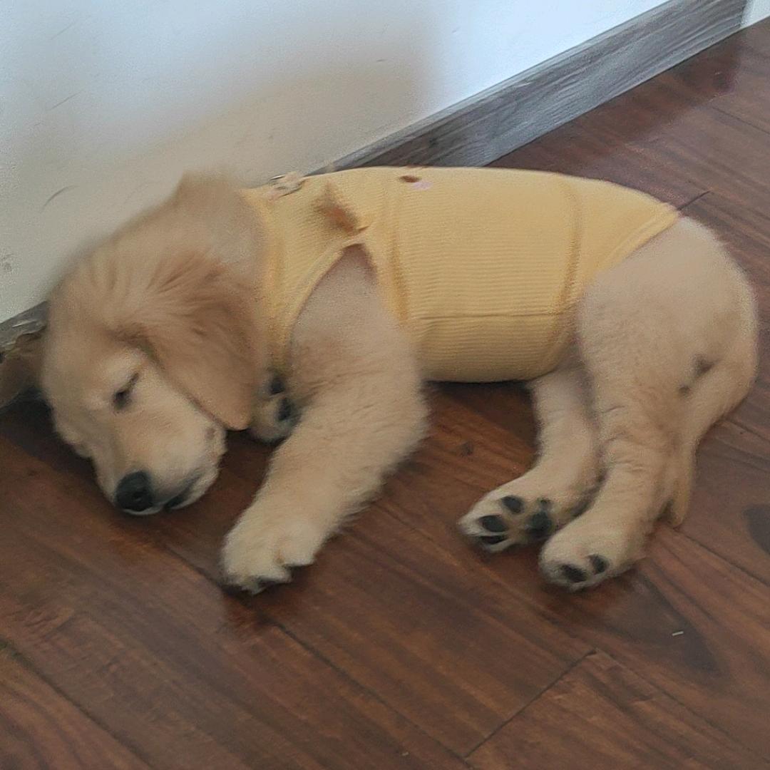 家里有个小鸡毛