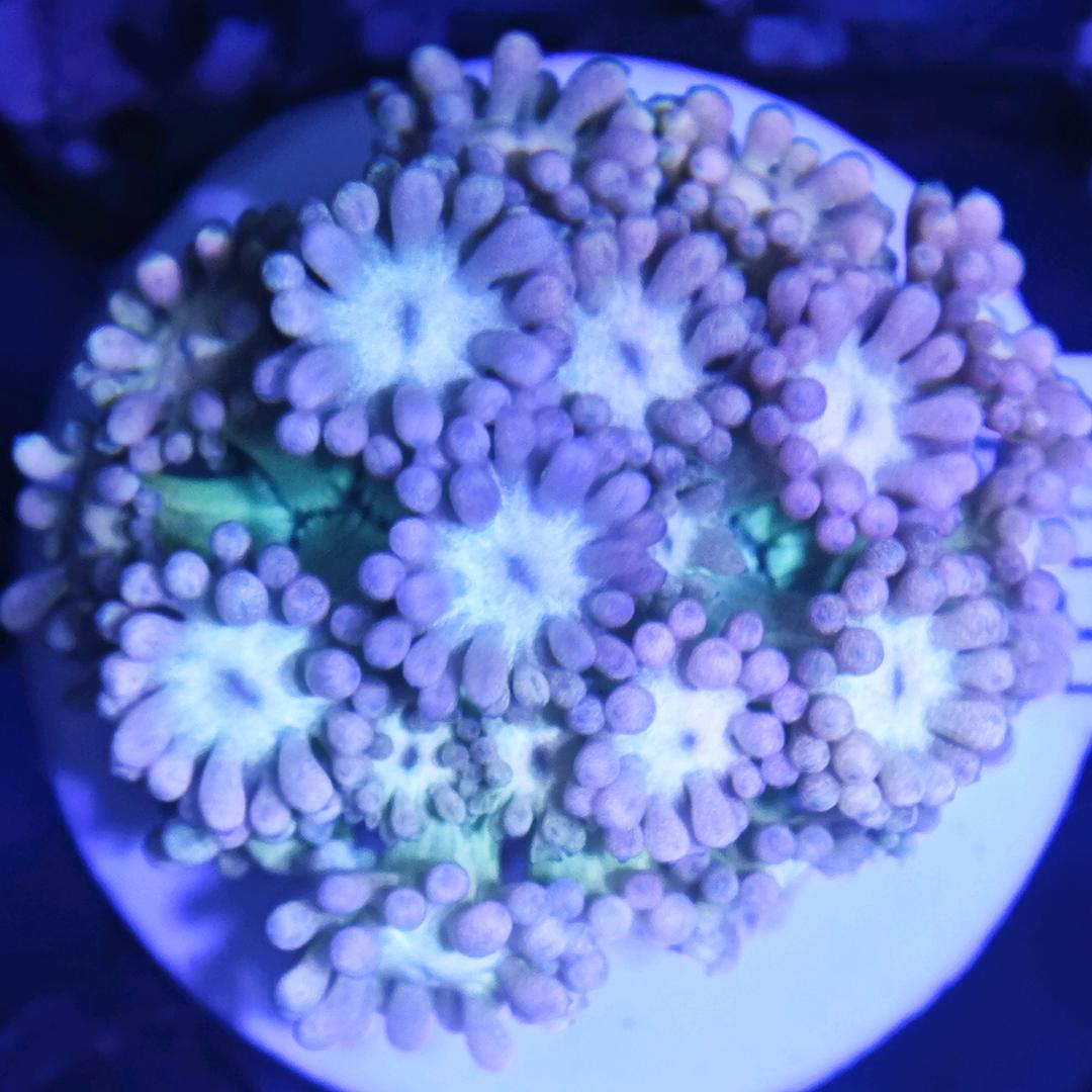 珊瑚洋海水
