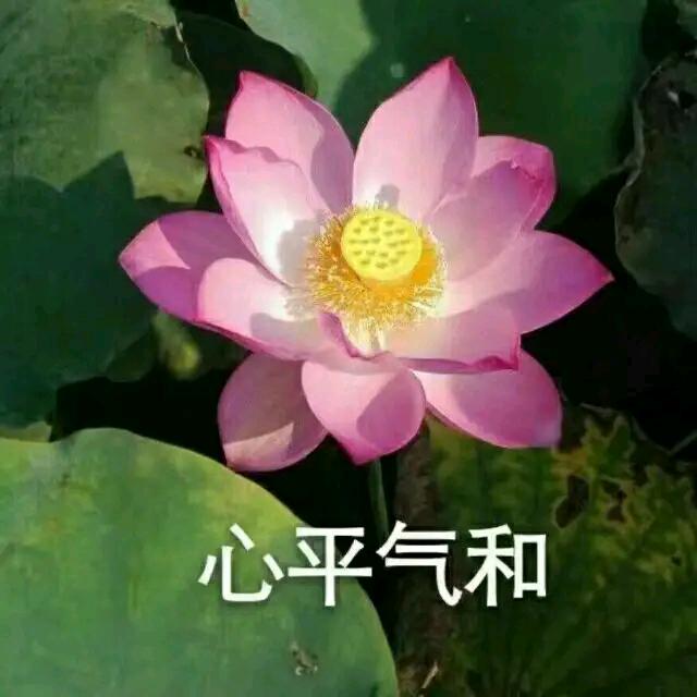 沉观恒（燕云十六声版）
