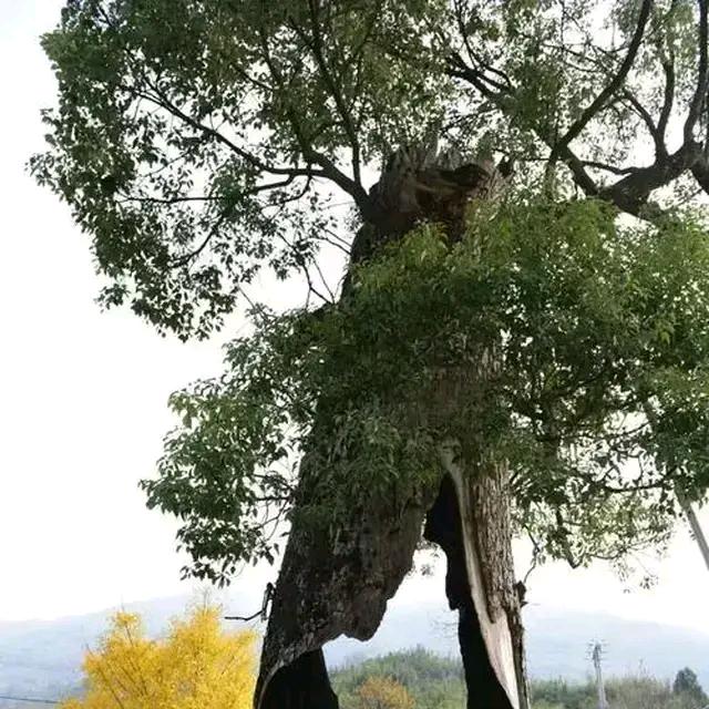 麦克Q