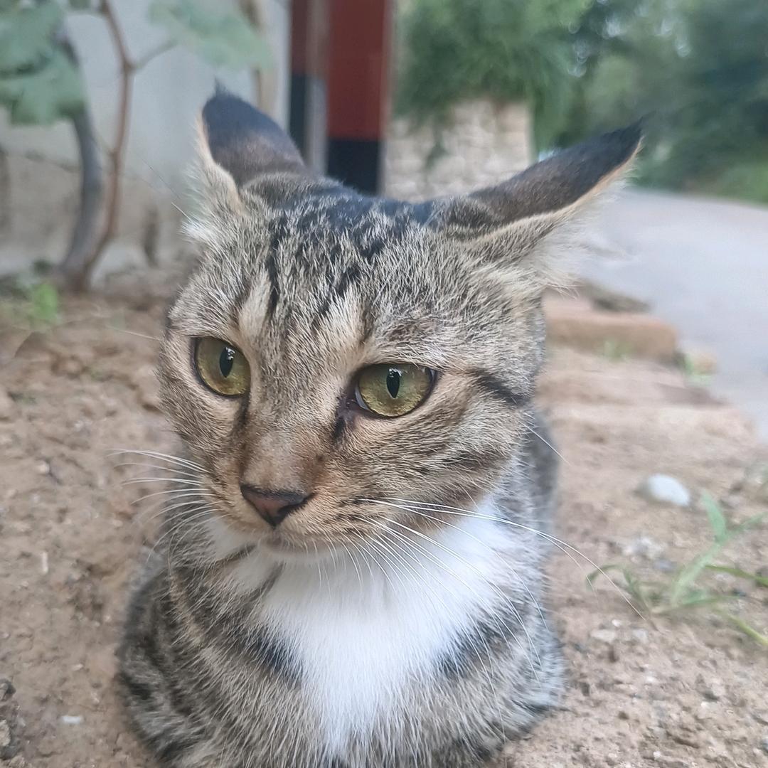 贾锅
