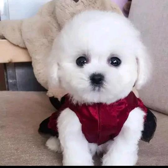 可乐比熊犬舍