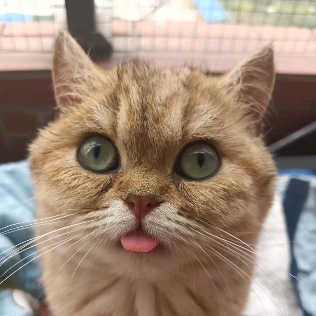 小咪喜欢吐舌头🏸