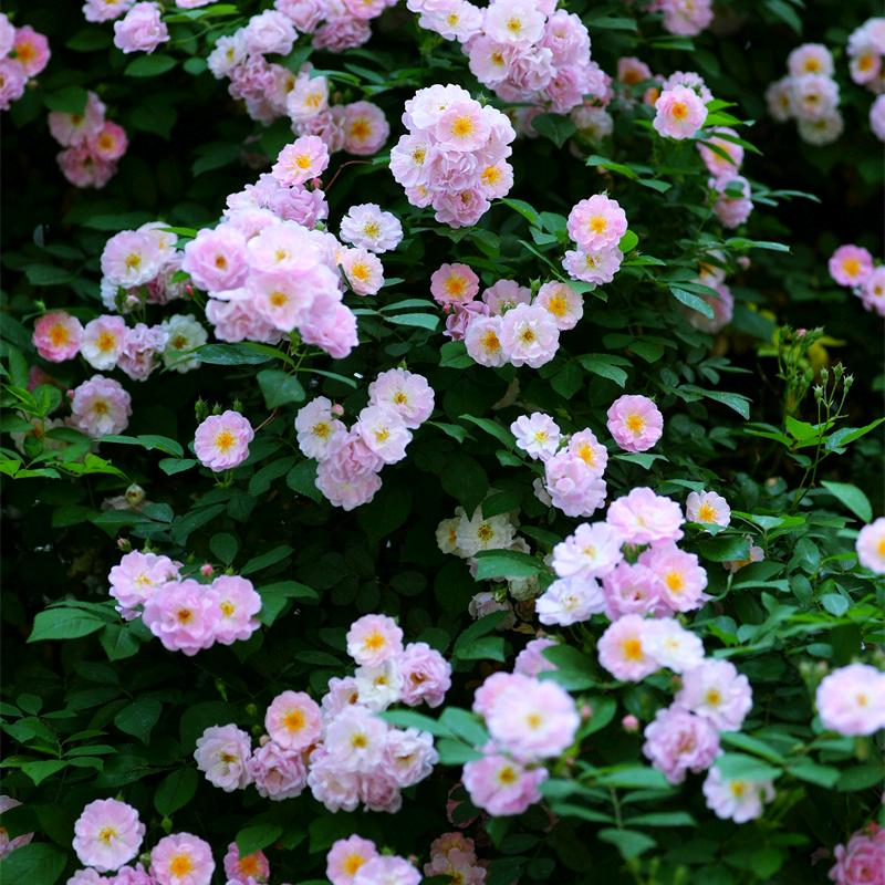 大東-女鞋👠折扣（万达撤柜店）