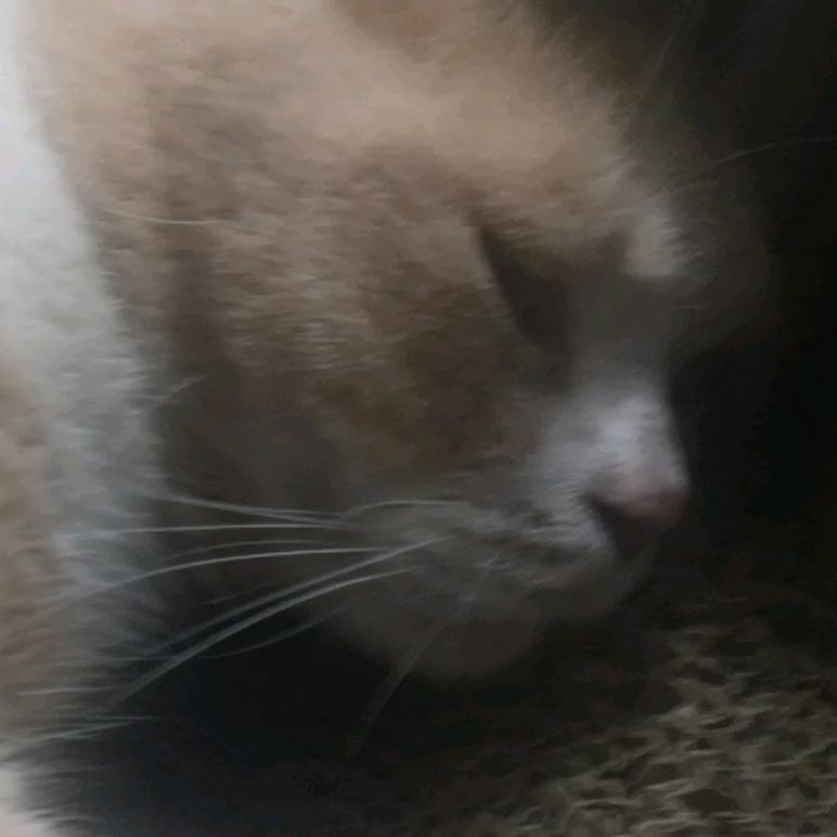 猫猫头头槌