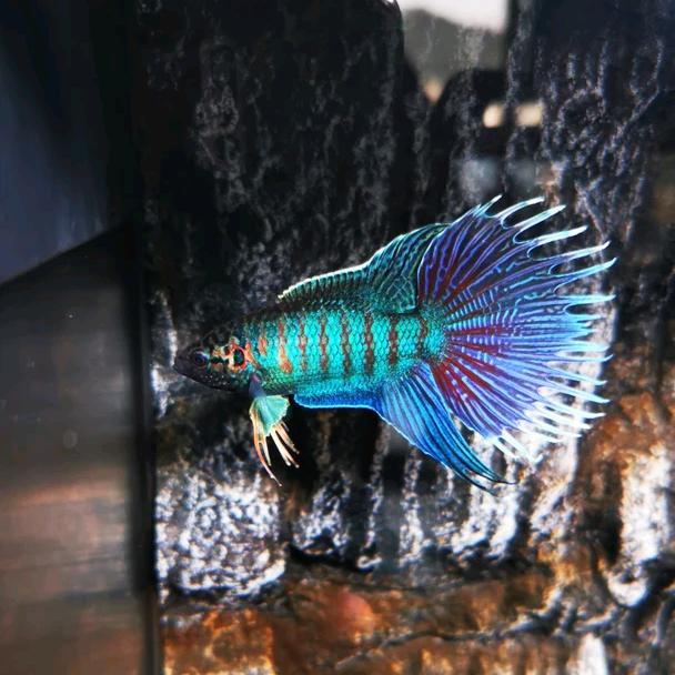 玉见钟情玉雕水族