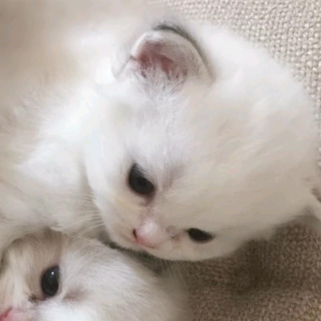 迪
