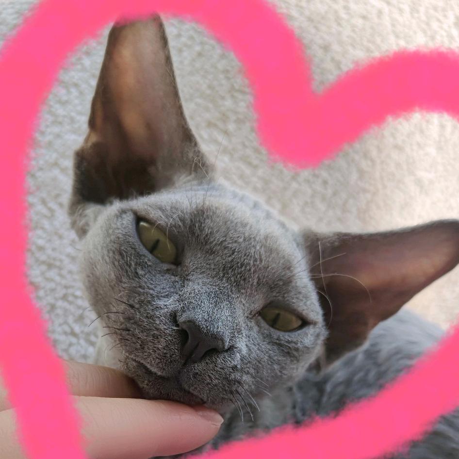 （*´・з・`*)啾♪