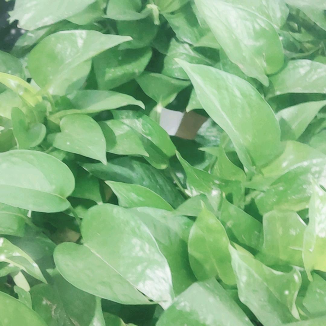 李总