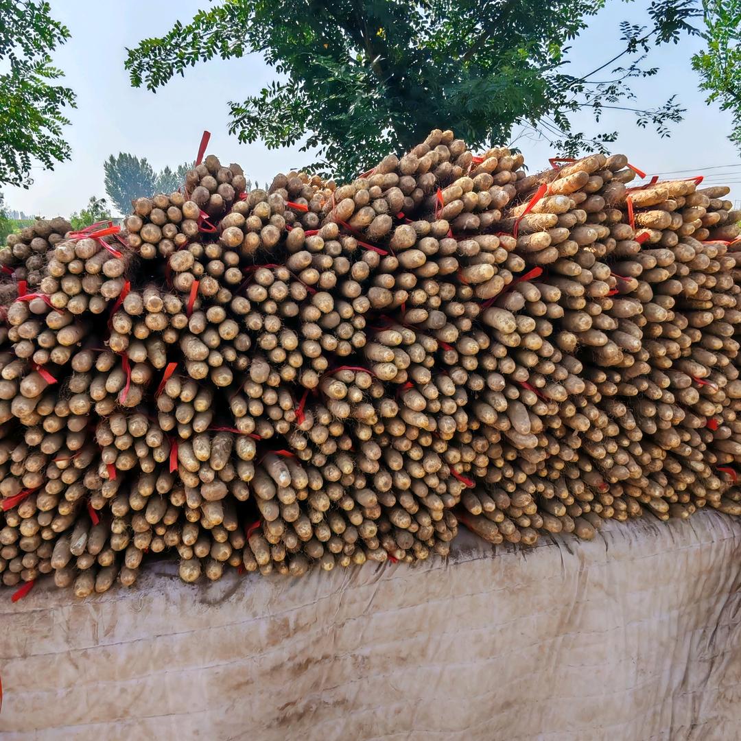 临漳铁棍山药李总