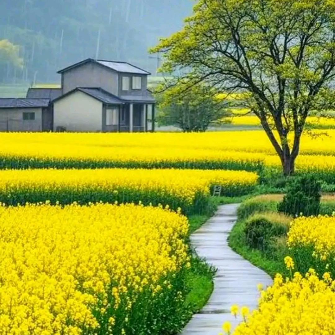 太阳绿化