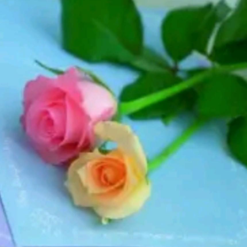 花好月圆