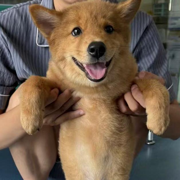 买钢铁的强哥