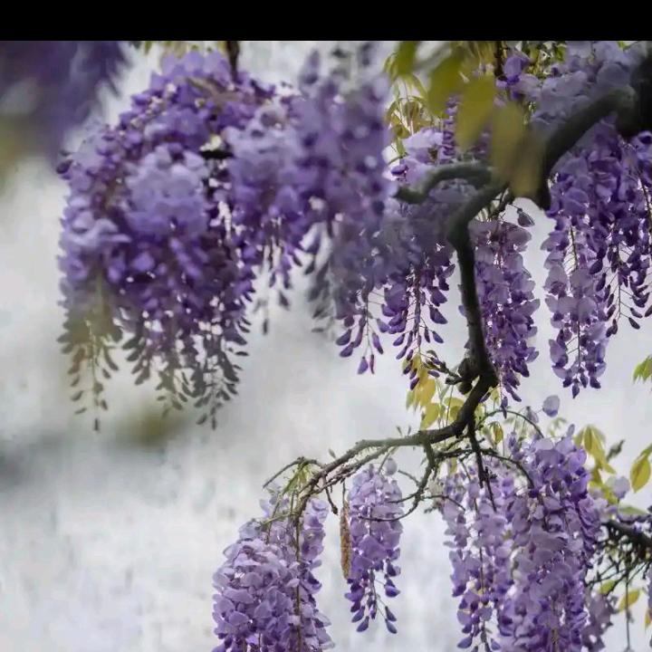 小吴中药种植