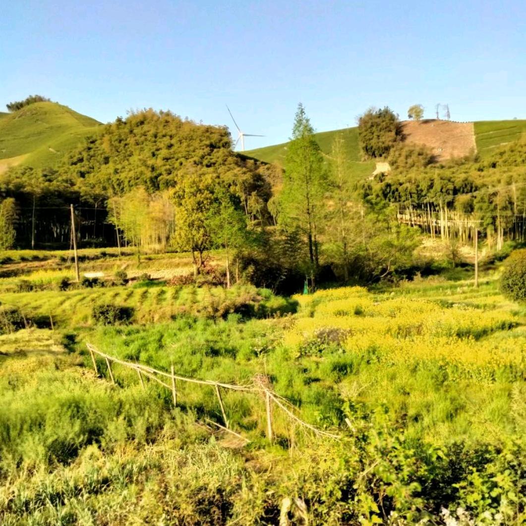 火姐，（下午3.点半直播）