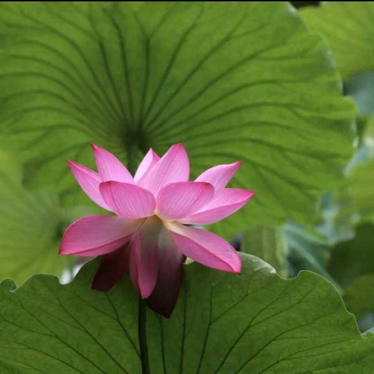 平平安安就是福