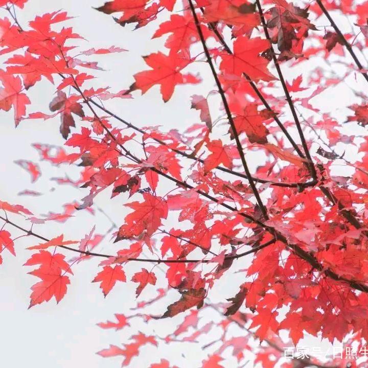 翡翠白玉汤
