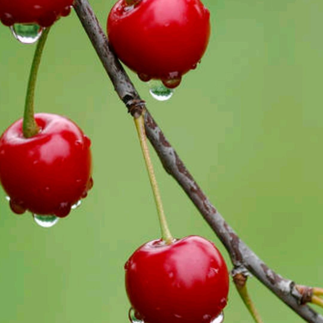 红🍎
