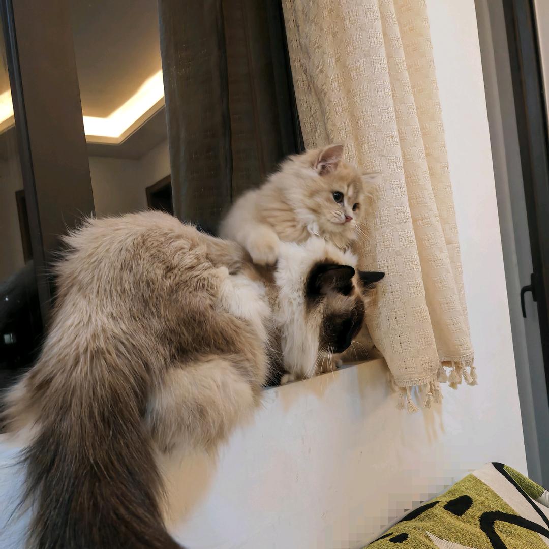 八月奶包两只喵