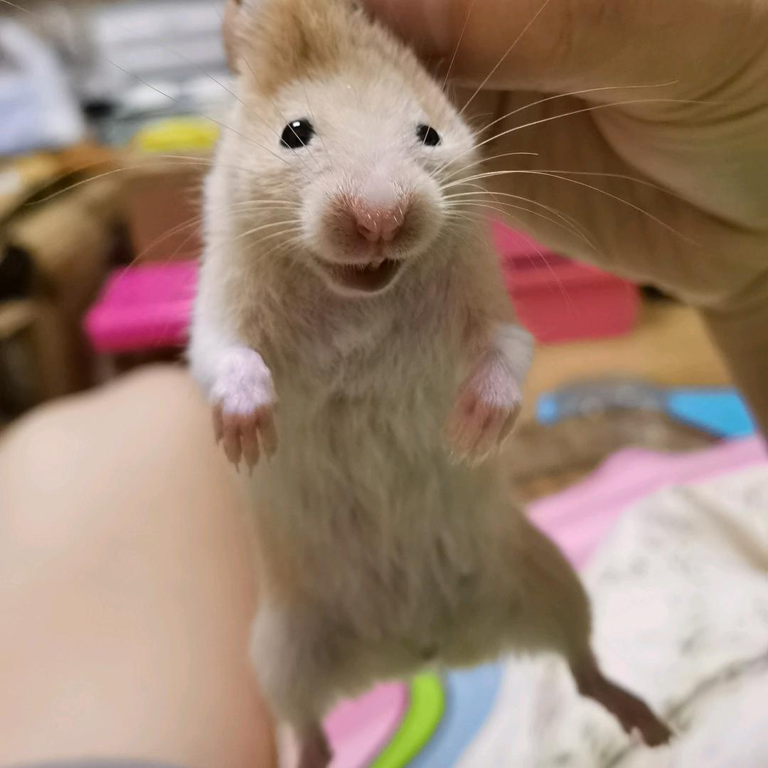 吃货≠✄肥
