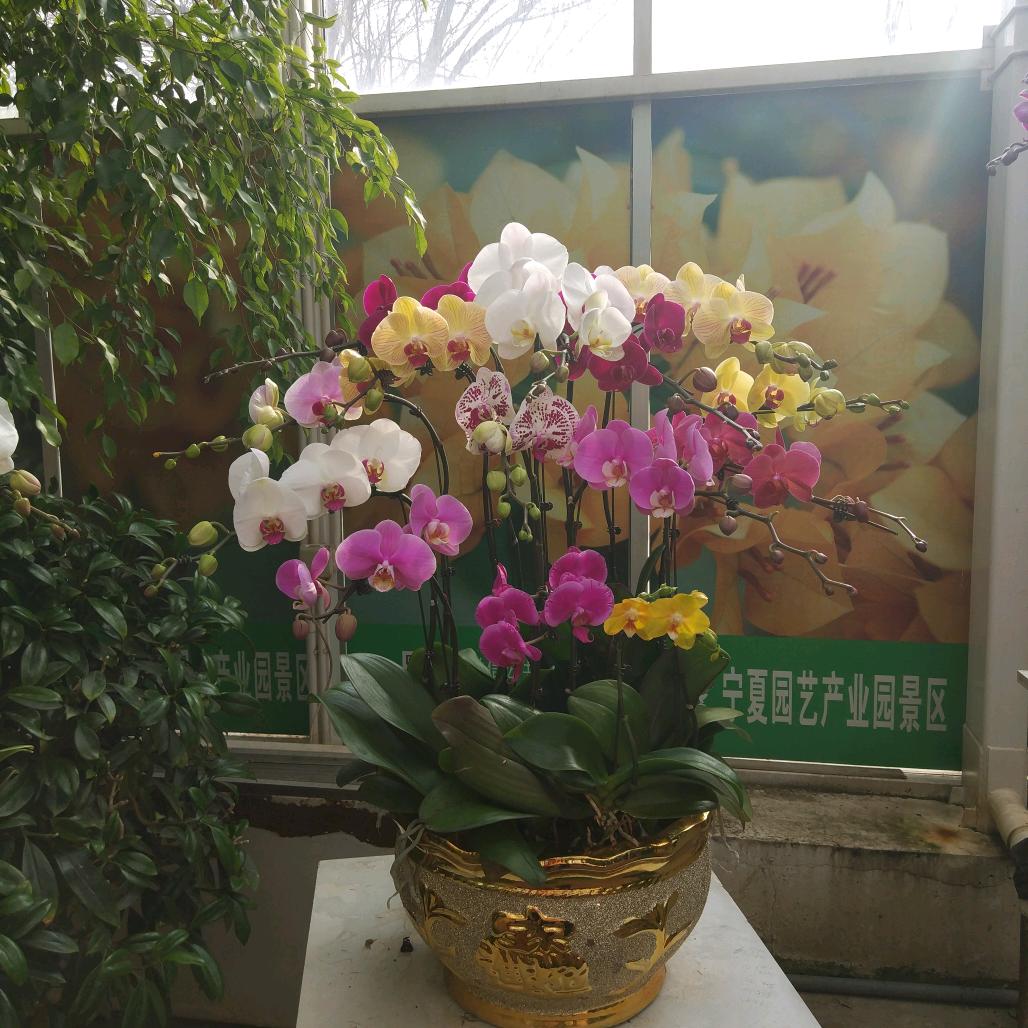 幸福之树