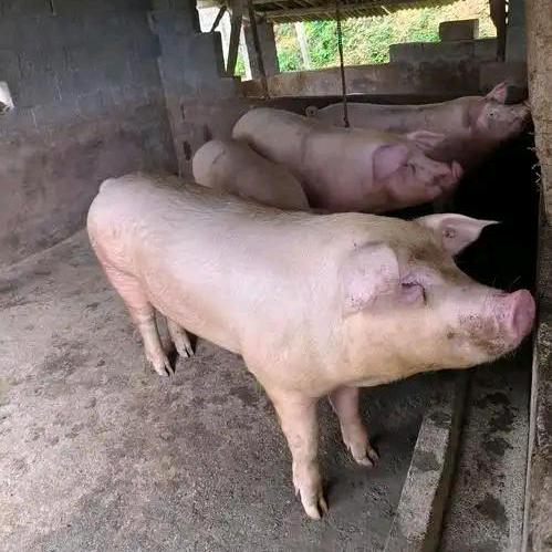 罗老师聊养猪
