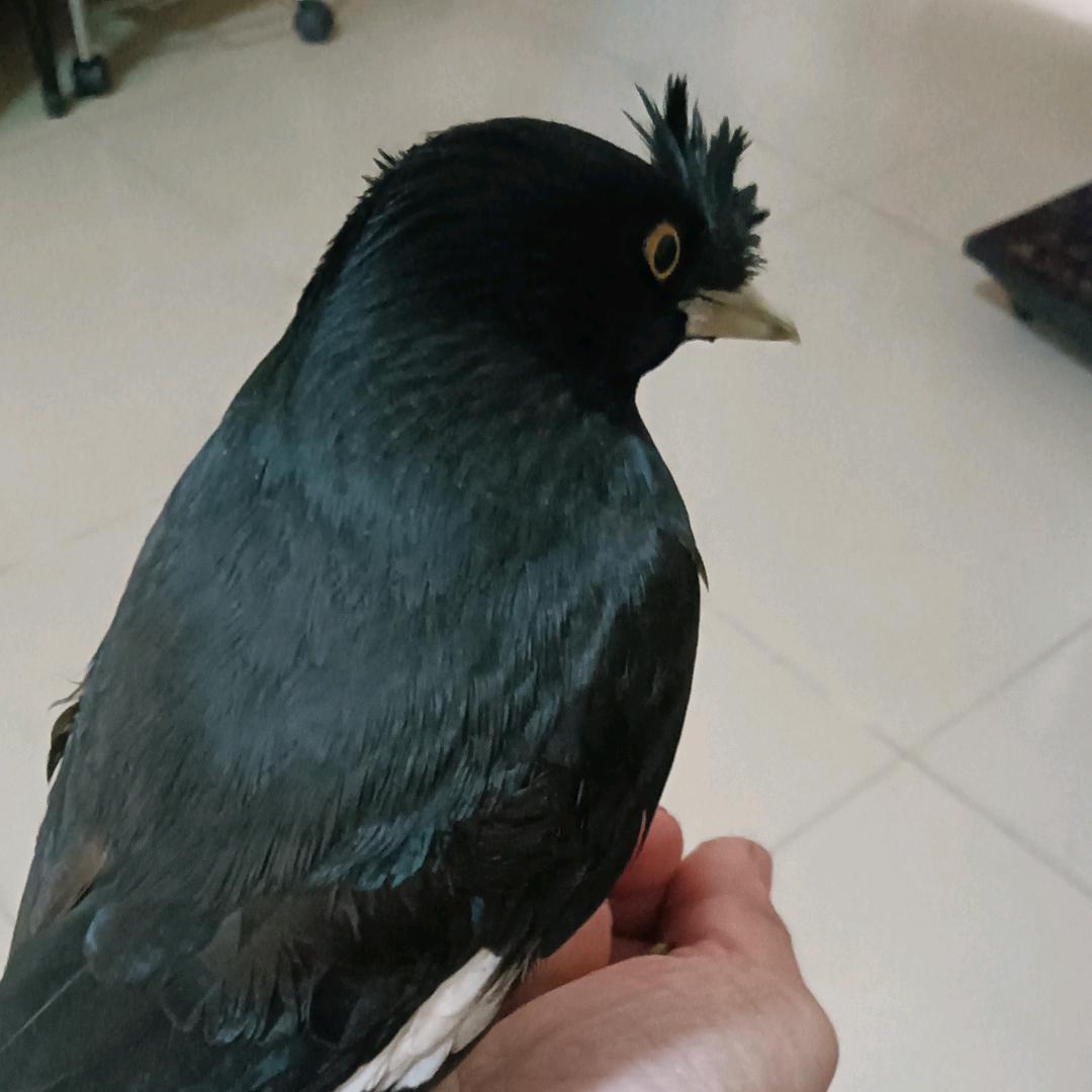 二手喵黑八养殖(3号)场