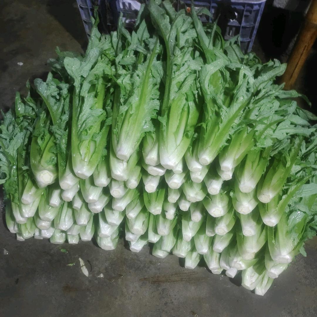 小康家庭农场博白甜麦菜种苗